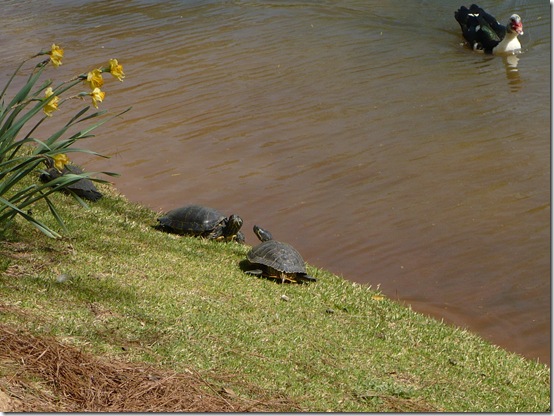 turtle2 turtle2