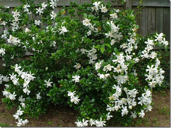 Gardenia