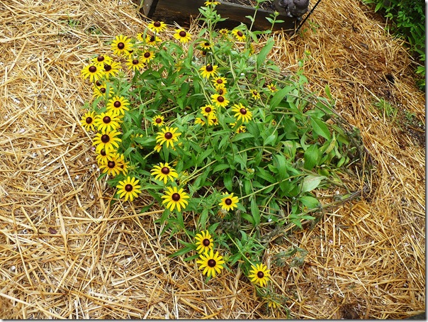 blackeyedsusan