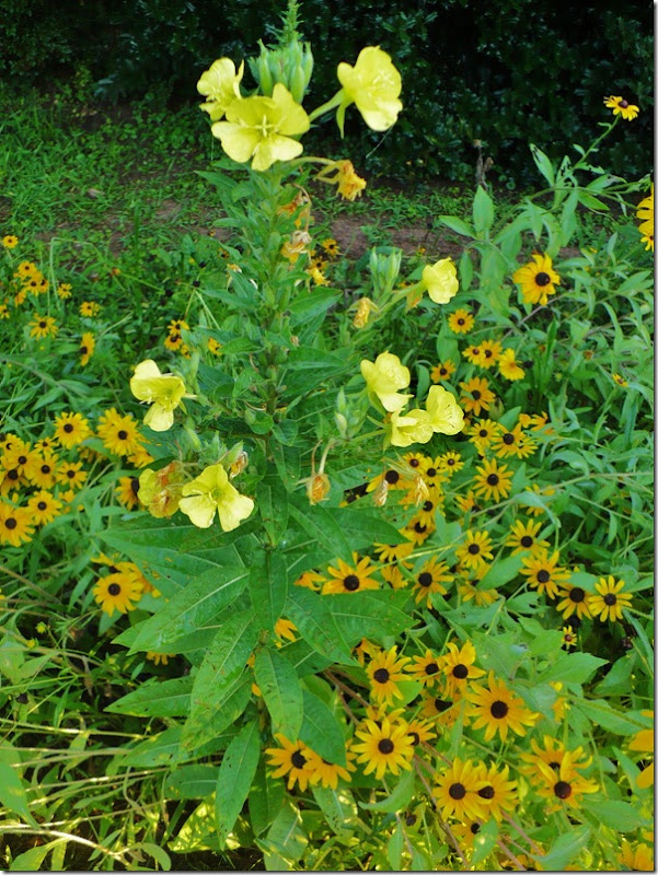 meadowflower meadowflower
