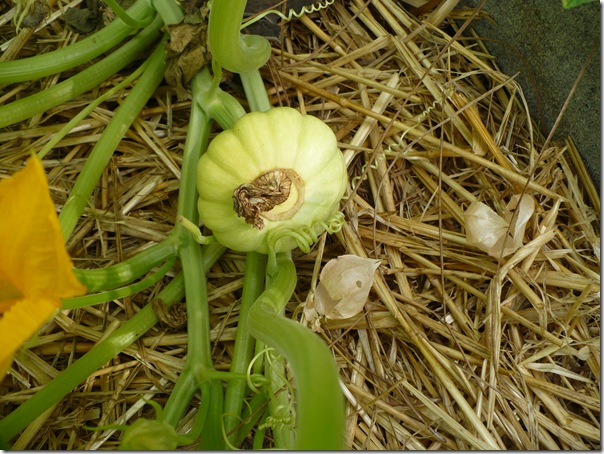 pumpkin3 pumpkin3
