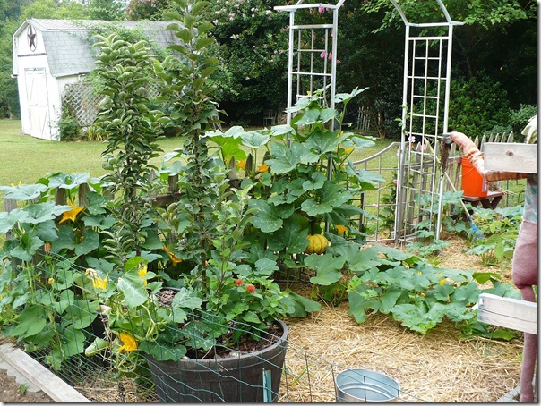 pumpkins1 pumpkins1