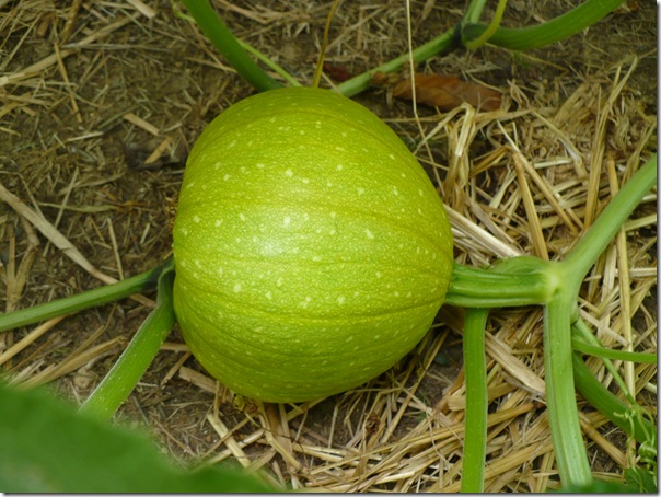 greenpumpkin