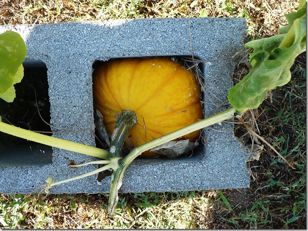 cinderblockpumpkin cinderblockpumpkin