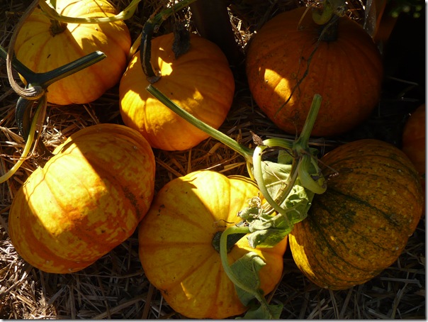 pumpkins2 pumpkins2