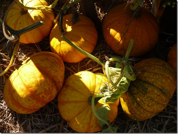 pumpkins2