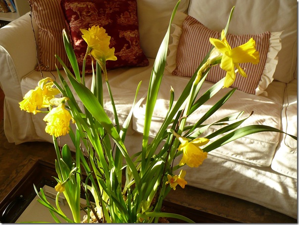 daffodils daffodils