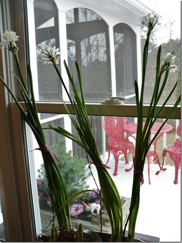 narcissus narcissus