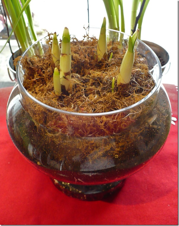 apothecaryjar apothecaryjar