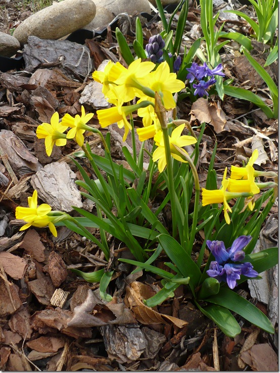 springflowers springflowers