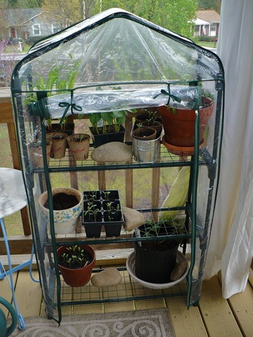 [littlegreenhouse[3].jpg]