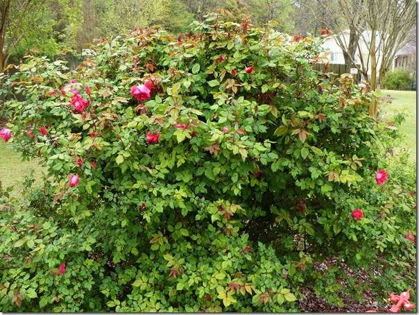 knockoutrose knockoutrose
