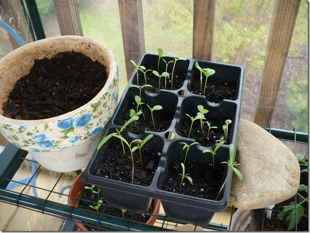 seedlings seedlings