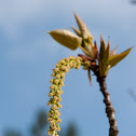 European hornbeam