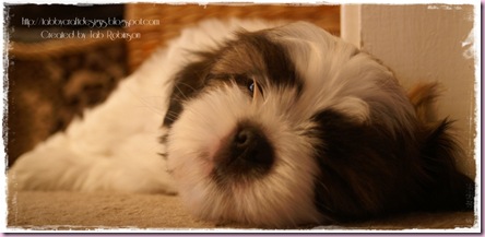Ted 1