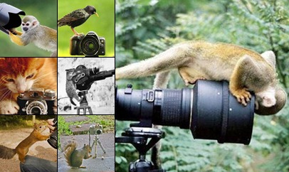 View Animals Love The Camera Too