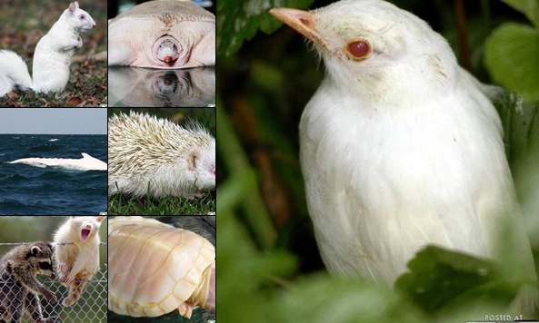 View Albino animals get picked on at school