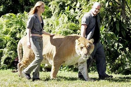 [Worlds largest LIGER(Lion+Tiger)[4].jpg]