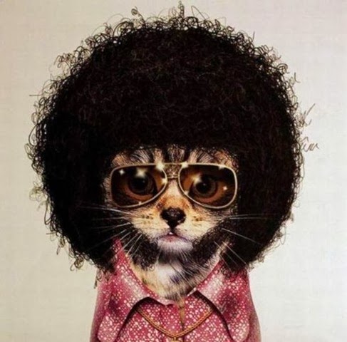 [afro,cat,funny,pic-4f11cd7cd1f25753c01c1f7b4e94eb14_h[3].jpg]