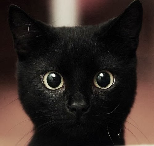 [neaky,cute,smile,cat,eyes,c-19064336c6b4e48ab353b461baef9750_h[3].jpg]