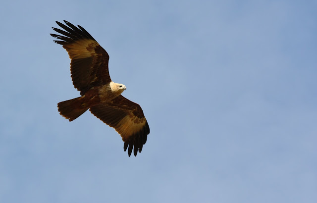 Brahminy Kite looking for the fishes and crabs in the lake