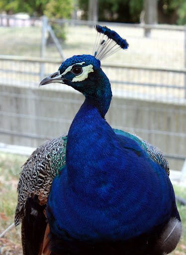Pavo Real