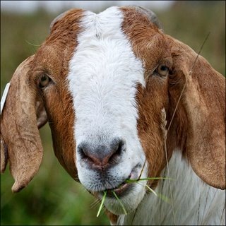 [goat_eating_grass[4].jpg]