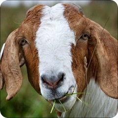 goat_eating_grass