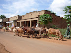 African cattle in main street of Kitgum