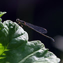 Damsel Fly