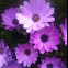 African Daisy