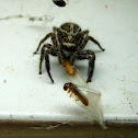 Jumping spider