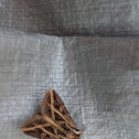 Moth