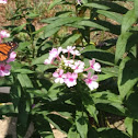 Summer Phlox, Garden Phlox