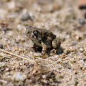 American Toad