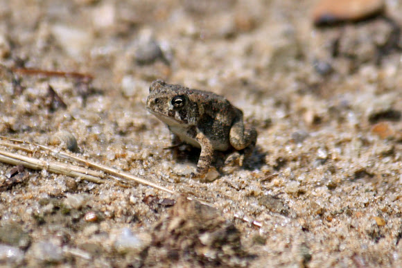 Spotting Image 1