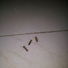 Common Indian red ant