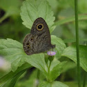 Common five ring