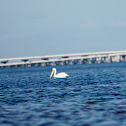 White Pelican