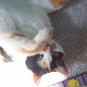 Housecat