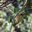 Masked Weaver