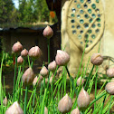 Chives