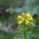 mustard