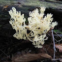 crested crown coral