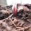 EARTHWORM