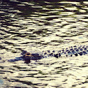 Alligator