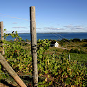 Wine Grapes