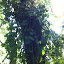 Common dutchman's pipe