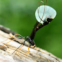 Giant Ichneumon Wasp
