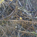 California Kingsnake